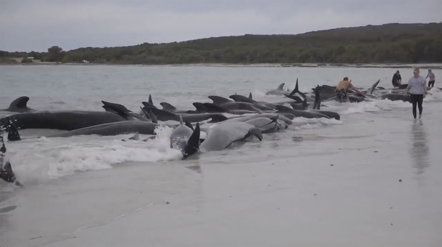 This image from a video, shows whales stranded on Cheynes Beach east of Albany, Australia Tuesday, July 25, 2023. Nearly 100 pilot whales stranded themselves on a beach in western Australia Tuesday, and about half had died by Wednesday morning, despite the efforts of wildlife experts and volunteers to save them. (Australian Broadcasting Corp.