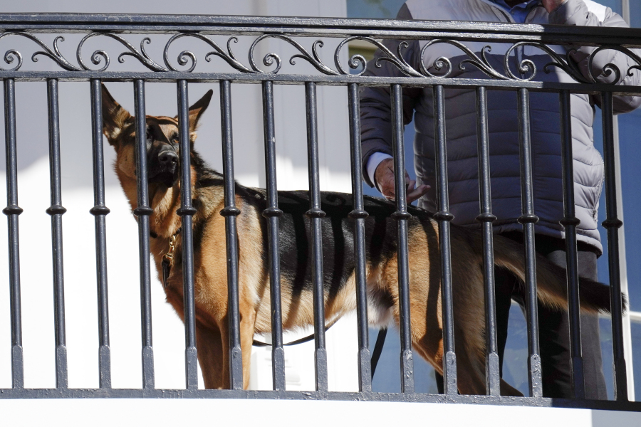 FILE - President Joe Biden's dog Commander looks out from the balcony during a pardoning ceremony for the national Thanksgiving turkeys at the White House in Washington, Nov. 21, 2022. Secret Service records show that President Joe Biden's dog Commander has bitten its officers stationed at the White House 10 times between October 2022 and January. At least one biting incident required a trip to the hospital for the injured officer.