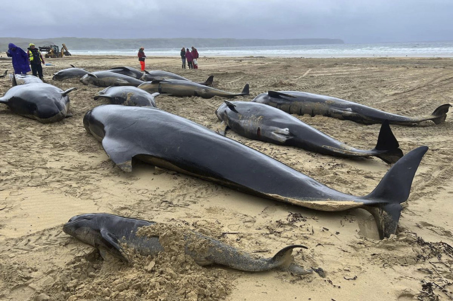 This handout photo issued by British Divers Marine Life Rescue (BDMLR) shows pilot whales in North Tolsta, on the Isle of Lewis, Scotland, Sunday, July 16, 2023. A pod of 55 pilot whales have died after they were found washed ashore on a beach in Scotland in the worst mass whale stranding in the area, marine experts said Monday. Marine rescuers, the coast guard and police were called to Traigh Mhor beach on the Isle of Lewis in northwest Scotland after receiving reports that dozens of the mammals were in difficulty there early Sunday.