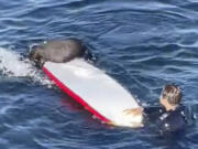 This image from video provided by TMX shows an encounter between a female otter and a surfer off the coast of Santa Cruz, Calif., on Sunday, July 9, 2023. California wildlife officials are trying to capture and rehome the otter.