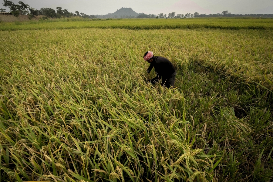 A farmer harvests rice crop in a paddy field on the outskirts of Guwahati, India, Tuesday, June 6, 2023. Experts are warning that rice production across South and Southeast Asia is likely to suffer with the world heading into an El Nino.