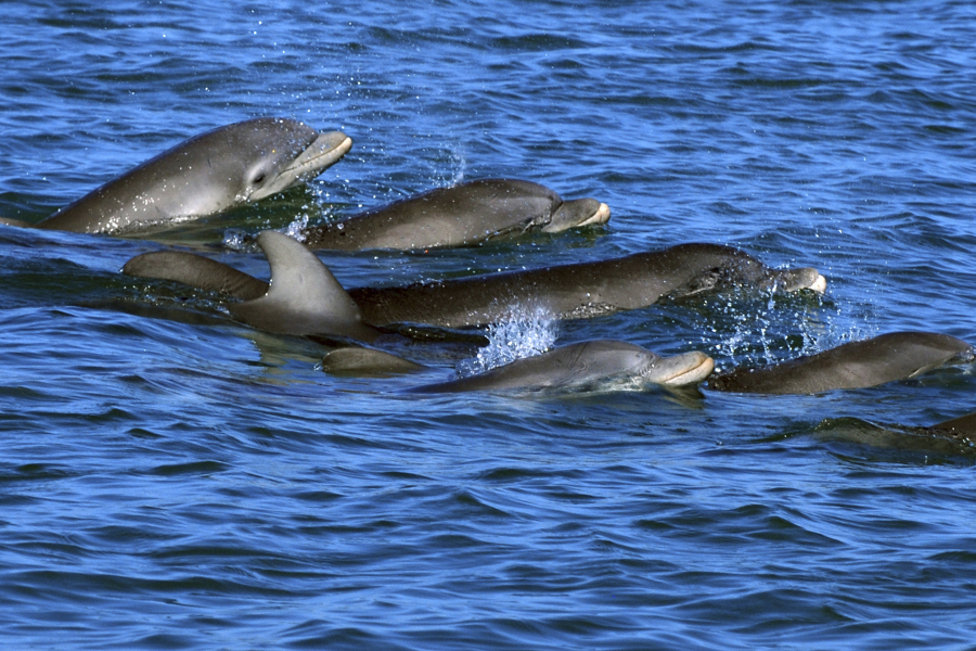 Bottlenose dolphins swim in open waters off Sarasota Bay, Fla.