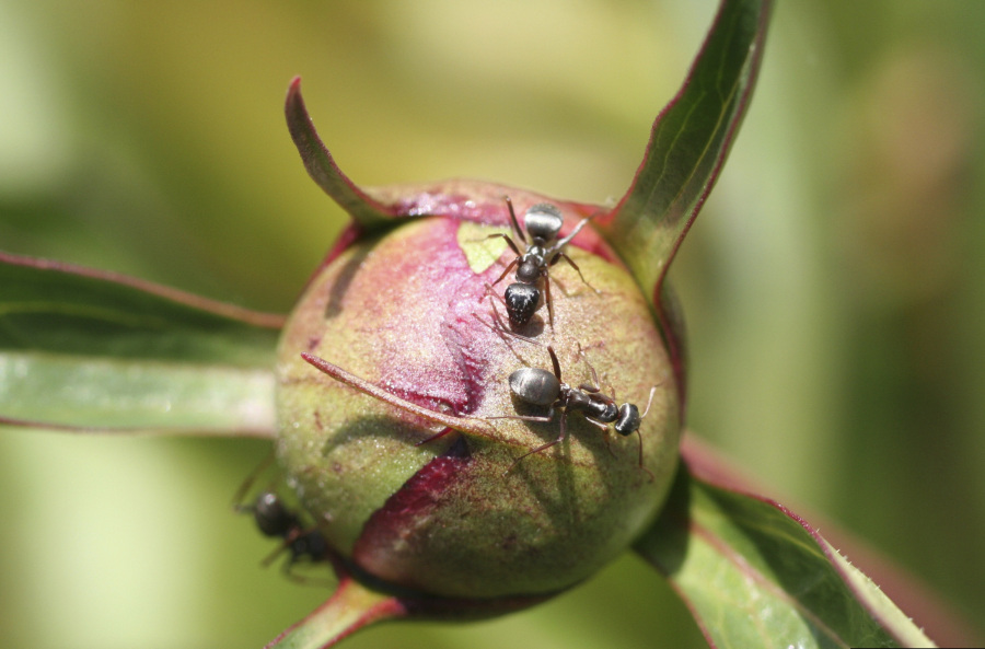 Adult ants feed on the sweet nectar-like substance secreted by a peony bud in Fort Collins, Colo. on May 7, 2006.