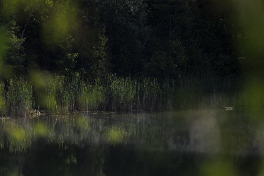 Grass is reflected in water at Crawford Lake in Milton, Ontario, on Friday, July 7, 2023. A team of scientists is recommending the start of a new geological epoch defined by how humans have impacted the Earth should be marked at the pristine Crawford Lake outside Toronto in Canada.