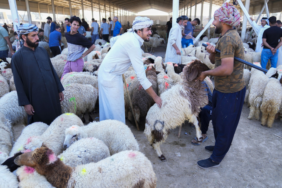 Vendors display sheep for customers at a cattle market ahead of the Eid al-Adha festival, in Baghdad, Iraq, Tuesday, June. 27, 2023.