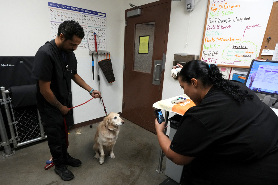 Vet tech J.R. Rocha, left, has a dog named Ava sit as clinic supervisor Sheener Perry takes a picture of the dog after getting microchipped at the Maricopa Country Animal Care & Control facility Friday, June 30, 2023, in Phoenix. Most of the U.S. may be looking forward to July Fourth celebrations for dazzling displays of fireworks or setting off firecrackers and poppers with their neighbors. Those with furry, four-legged family members -- maybe not so much. They're searching for solutions to the Fourth of July anxiety that fireworks bring. (AP Photo/Ross D.