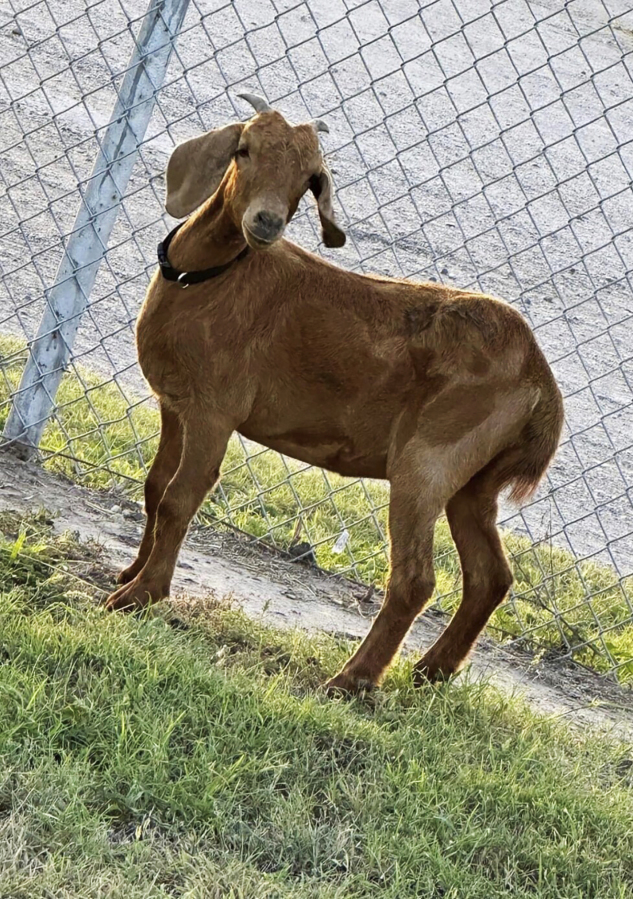 This photo provided by the Willacy County Livestock Show and Fair shows a rodeo goat named Willy, who went missing on July 15, 2023, in a rural South Texas county. The search for Willy has residents enthralled as they're using horses, ATVs and even contemplating using a helicopter to locate the missing animal.
