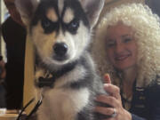 University of Connecticut President Radenka Maric, right, pets Jonathan XV, a 2-month old Siberian husky who will take over as the official UConn Husky mascot this fall, Wednesday, June 28, 2023, in Storrs, Conn. The puppy is living with the same host family as UConn's current mascot, Jonathan XIV, and being trained for his new duties, which include appearing at sporting and other on-campus events and doing social media promotions.
