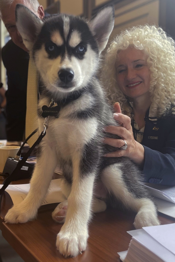 University of Connecticut President Radenka Maric, right, pets Jonathan XV, a 2-month old Siberian husky who will take over as the official UConn Husky mascot this fall, Wednesday, June 28, 2023, in Storrs, Conn. The puppy is living with the same host family as UConn's current mascot, Jonathan XIV, and being trained for his new duties, which include appearing at sporting and other on-campus events and doing social media promotions.
