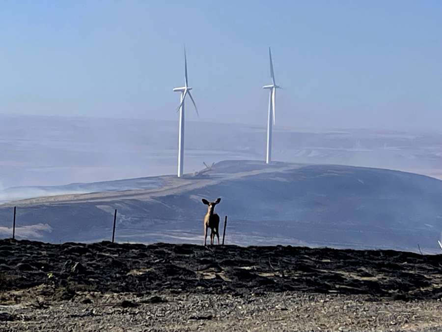 A deer stands on blackened ground at the White Creek Wind Project northwest of Roosevelt, Wash., on Saturday, July 22, 2023, after a wildfire raced through the property.