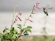 A hummingbird hangs around flowers at Clark Public Utilities' pollinator garden at its Orchards Operations Center.