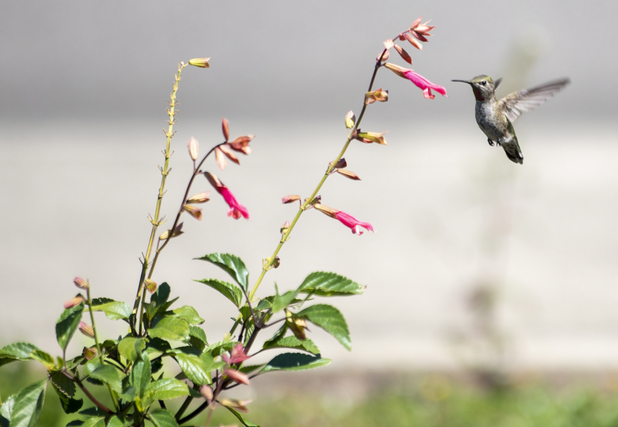 A hummingbird hangs around flowers at Clark Public Utilities' pollinator garden at its Orchards Operations Center.