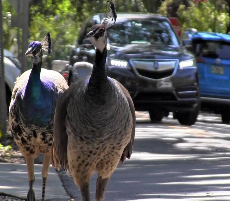 Miami's peacock population is growing, and many neighbors are annoyed by the loud squawking, the poop, the destruction of their plants and the scratching of their cars.