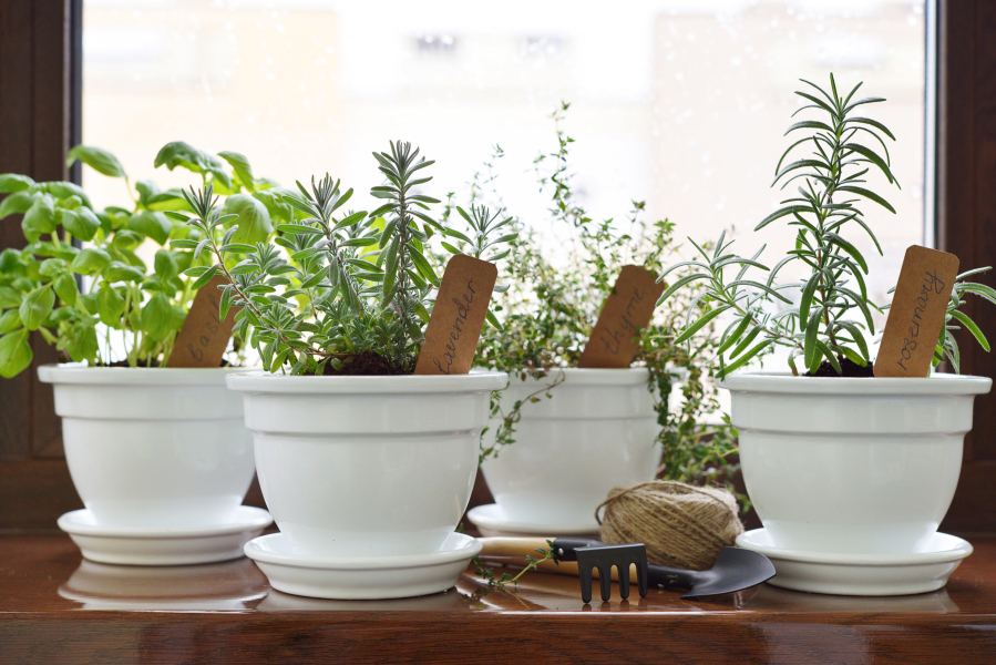 Fresh aromatic culinary herbs grow in a sunny window. You don't need to have a big yard or a lot of space to have a garden.