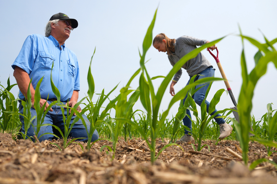 John Peterson, who uses no-till and cover crops in his corn and soybean fields, and Anna Teeter, a conservation agronomist with Cargill, look over the soil June 16 at his farm in North Branch, Minn.
