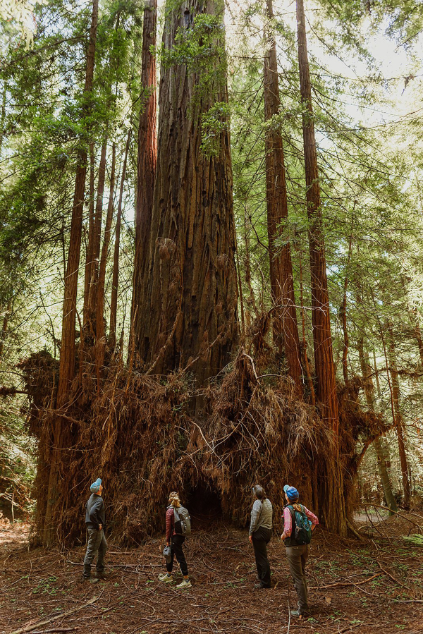 Save the Redwoods League staff admire the Clar Tree, the last remaining old-growth giant on the 394-acre Russian River Redwoods property.