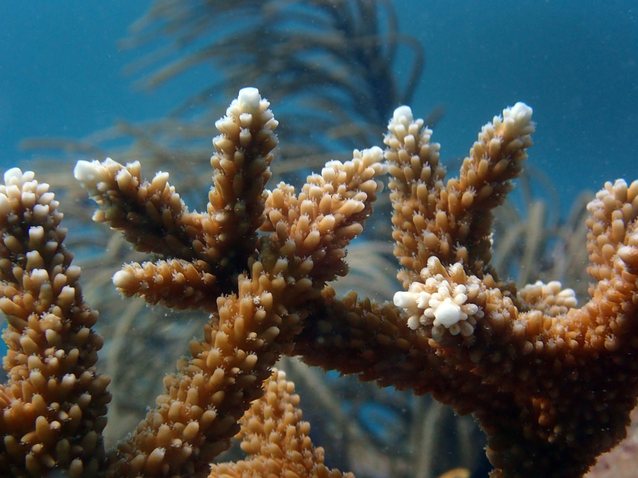 The tips of this staghorn coral show signs of bleaching as Florida???s barrier reef is in distress from high water temperatures.