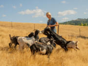 Sylvia Smith's goats crowd around her to get food at a ranch in Melrose, Ore.