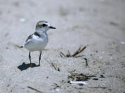 A western snowy plover parent keeps a close watch on its chick on the Huntington Beach, Calif., side of the mouth of the Santa Ana River. Experts say dogs in the area are threatening the plover's habitat and that of the California least tern.