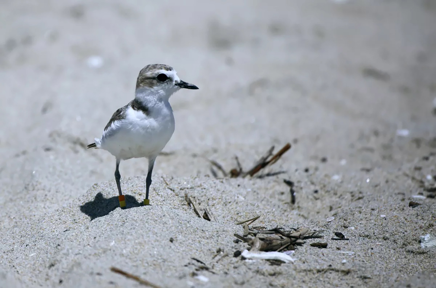 A western snowy plover parent keeps a close watch on its chick on the Huntington Beach, Calif., side of the mouth of the Santa Ana River. Experts say dogs in the area are threatening the plover's habitat and that of the California least tern.