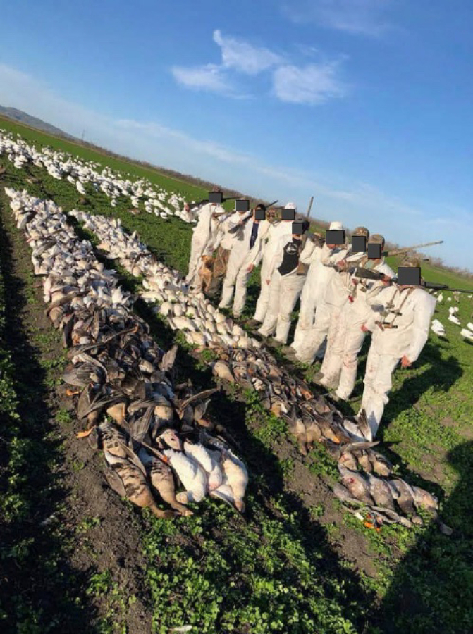 A Northern California man who organized a 10-person goose hunt of protected birds has been fined and temporarily banned from hunting.