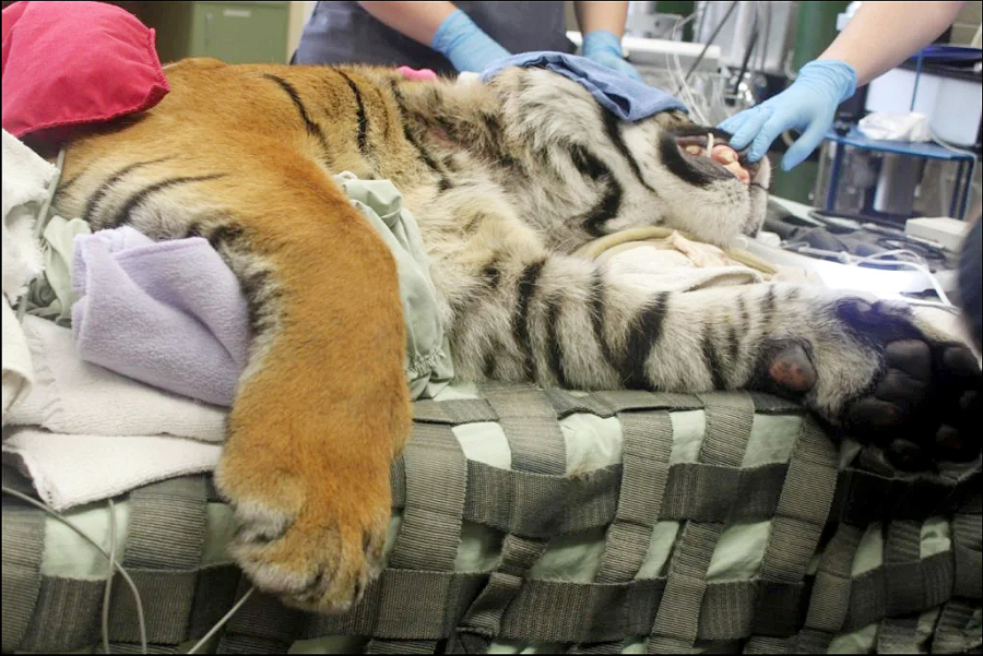 Kirana the Sumatran tiger gets a root canal in 2018 at the Point Defiance Zoo. A specialty veteranarian was brought in to do the proceedure.