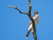 Coopers Hawk Perched on Tree (iStock.com)