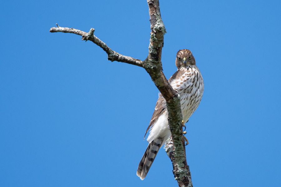 Coopers Hawk Perched on Tree (iStock.com)