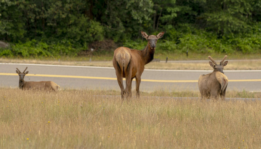 State lawmakers are considering consolidating localized elk-management efforts into a coordinated statewide effort between the Department of Fish and Wildlife, Native nations and the farmers and landowners -- who all deal with the grazing herds.