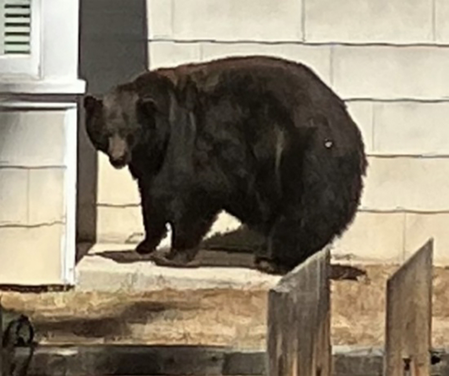 A large female bear wanders in a South Lake Tahoe neighborhood.