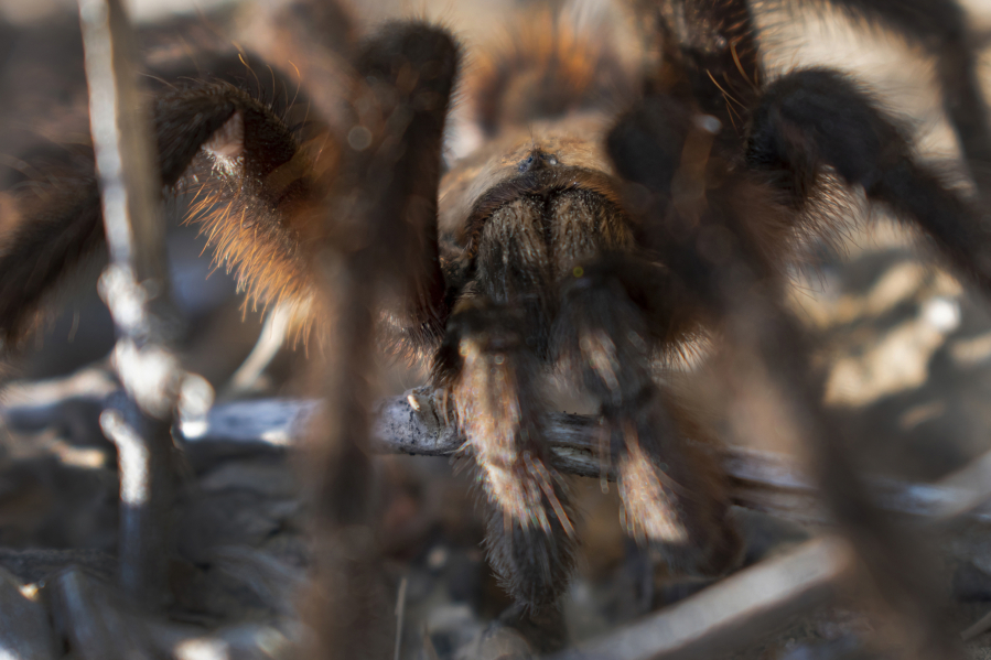 The face of a tarantula, soon to be a familiar sight in Colorado.