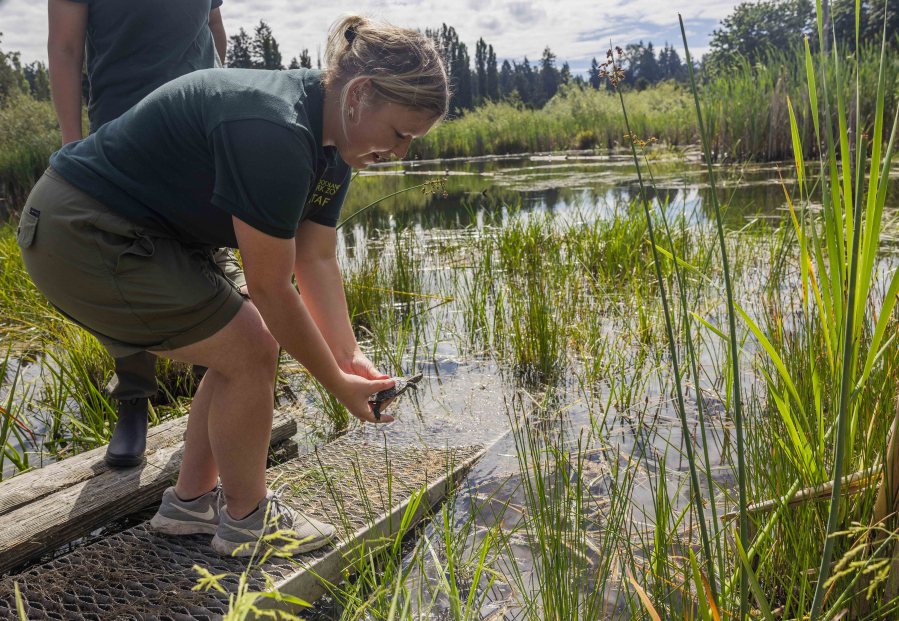 Sabrina Heise, a philanthropy officer at the Woodland Park Zoo, releases a northwestern pond turtle into the wild Aug. 11 near Lakewood.