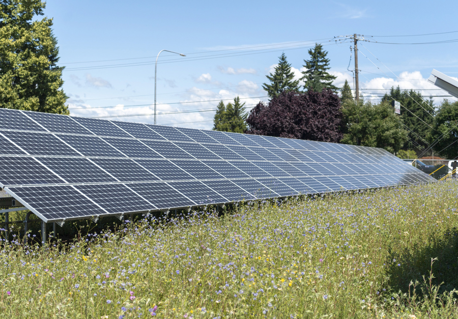 Pollinator plants grow around solar panels June 21 at Clark Public Utilities' Orchards Operations Center. This solar array project was established in 2015. Construction begins shortly on a second project at the Port of Camas-Washougal.