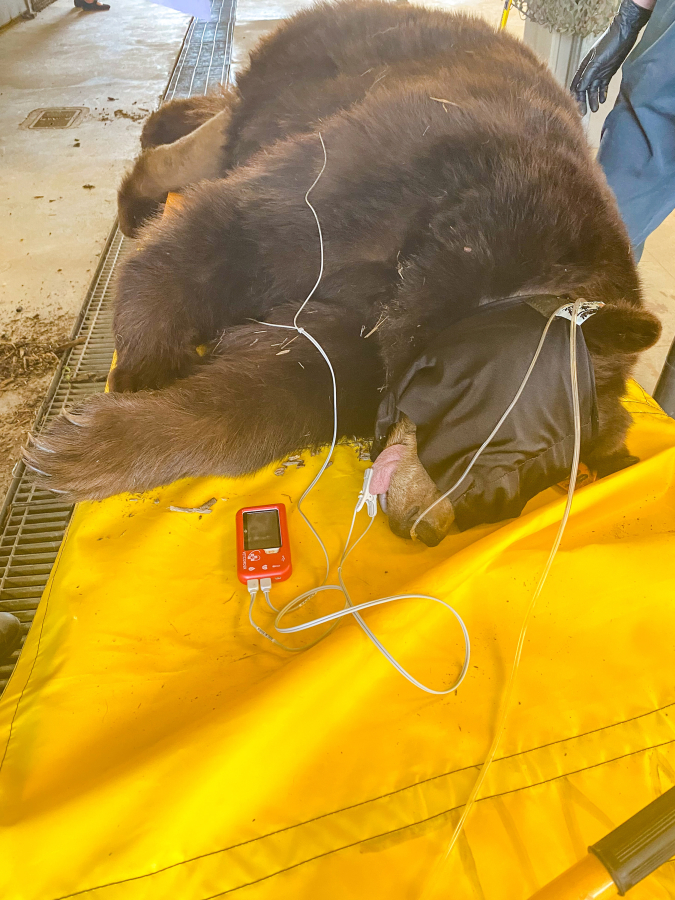 Wildlife biologists for the California Department of Fish and Wildlife immobilized a large female bear responsible for at least 21 DNA-confirmed home break-ins and extensive property damage in the South Lake Tahoe area since 2022.