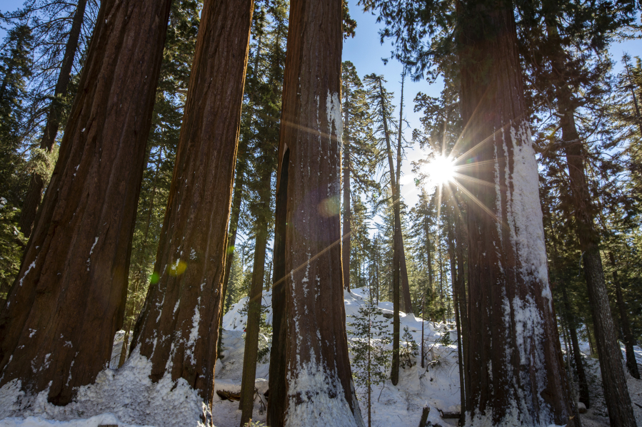Sequoias in Grants Grove on Dec. 19, 2021, in California's King Canyon National Park.