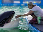 Trainer Marcia Henton feeds Lolita the killer whale, also known as Tokitae and Toki, inside her stadium tank at the Miami Seaquarium on July 8, 2023, in Miami.  (Matias J.
