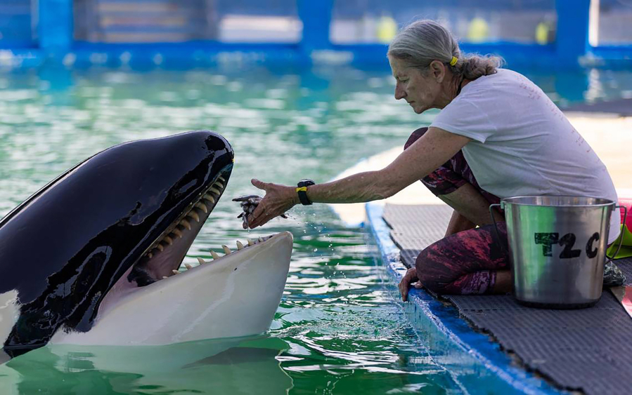 Trainer Marcia Henton feeds Lolita the killer whale, also known as Tokitae and Toki, inside her stadium tank at the Miami Seaquarium on July 8, 2023, in Miami.  (Matias J.