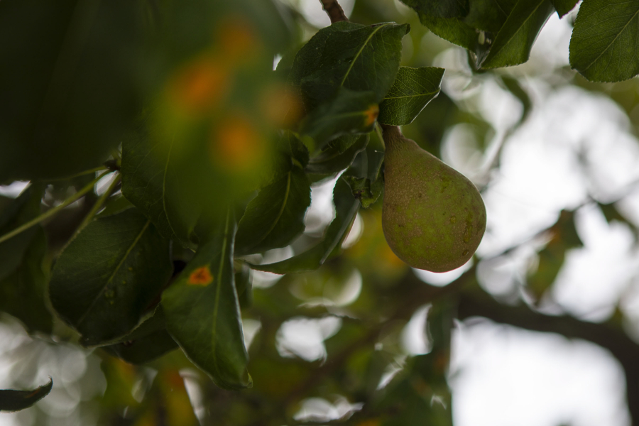 The 160-year-old Fowler Pear Tree at Barbara Brennan Dobro Park in Mukilteo still bears fruit.