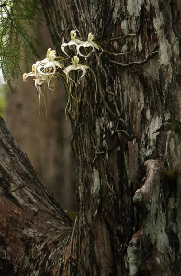 A rare ghost orchid (Polyrrhiza lindenii) grows in an old cypress tree at the Corkscrew Swamp Sanctuary in Naples, Florida.