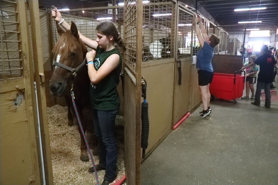 4-H clubber Emma Richardson, 14, bridles her horse, Wisdom, while her mom, Shannon, tears down decorations in the horse barn on Aug. 14, at the Northwest Washington Fair in Lynden. Emma's aunt, Clara Didonato, saved Wisdom from a slaughterhouse and rode her when she was in 4-H.