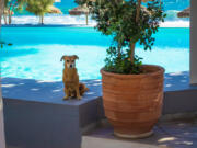 Pet-friendly hotels can be doggone refreshing.