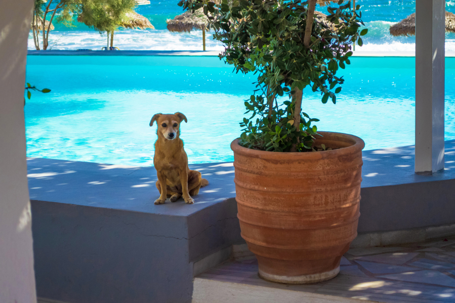 Pet-friendly hotels can be doggone refreshing.