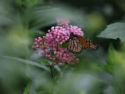 Monarch butterflies in the Rice Native Garden, just outside the Field Museum Aug. 9, 2023.