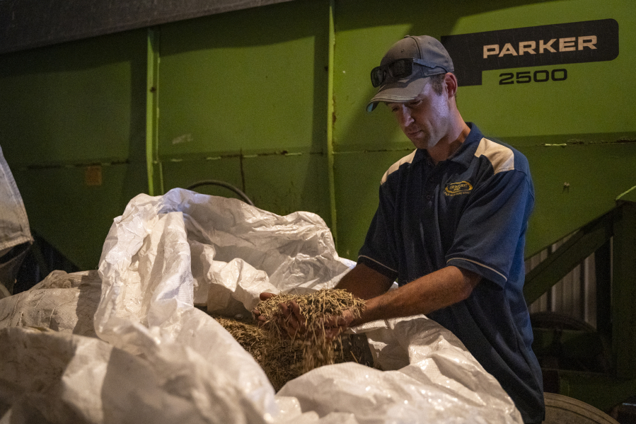 Dan Coffman sifts through a tote bag full of Kernza grains Aug. 25 at Lane Ridge Farm in Saint Peter, Minn. Kernza is an innovative wheat grass grain that can act as a more eco-friendly and less glutenous substitute for flour among other grain-based foods and drinks.