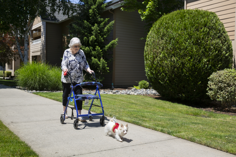 Judy Laughery, 83, walks Sissy, her long-haired chihuahua, outside her apartment complex. After a $600 rent increase that she cannot afford, Laughery is uncertain about her future. She is paying $1,970 for her unit, not including utilities.