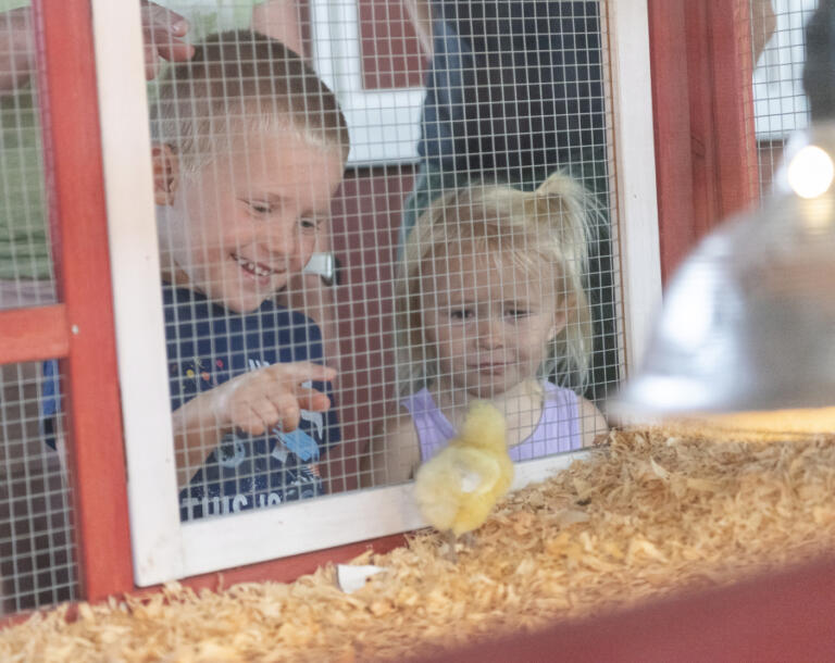 Logan Roush, 4, left, and Madison Webberly, 2 1/2 , look at a baby chick Friday during the Clark County Fair.