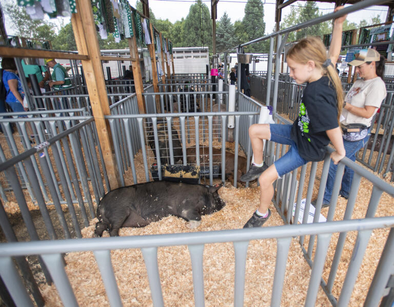 Lillian Marsolek, 8, of Battle Ground, hurdles the fence surrounding her pig Proxima on Wednesday, Aug. 9, 2023, at the Clark County Fair.