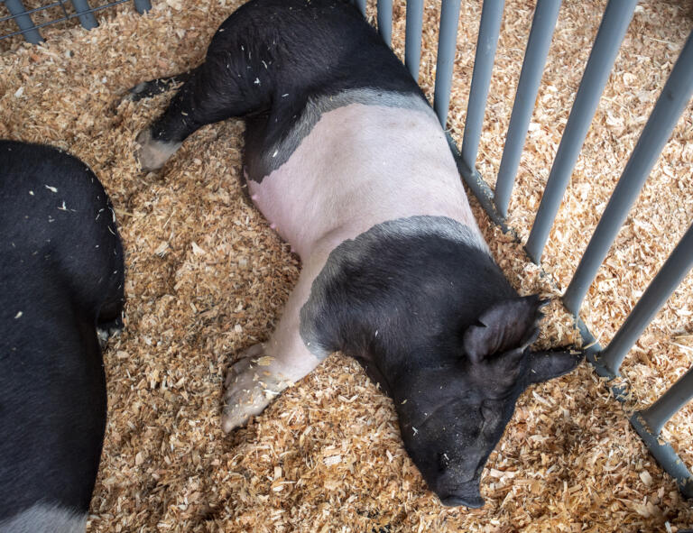 A pig snoozes in its pen Wednesday, Aug. 9, 2023, at the Clark County Fair.