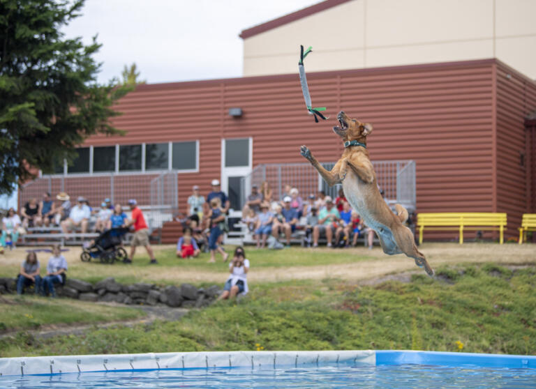 Bacon, a 3-year-old lab, leaps after a dummy thrown by owner Diane Kunkle, not pictured, on Friday at the DogTown event space at the Clark County Fair.