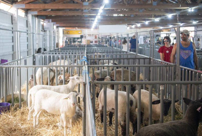 Fairgoers look at sheep in pens Aug. 4 at the Clark County Fair.